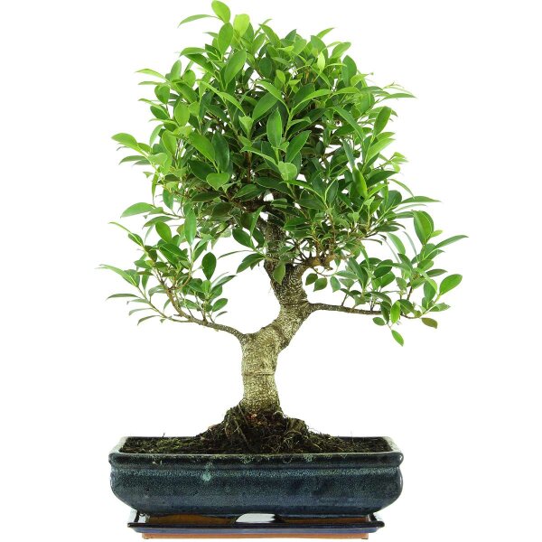 Banyanfeige, Bonsai, 14 Jahre, 60cm