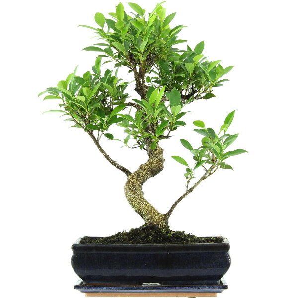 Ficus, Higuera de Banyan, Bonsai, 12 años, 53cm