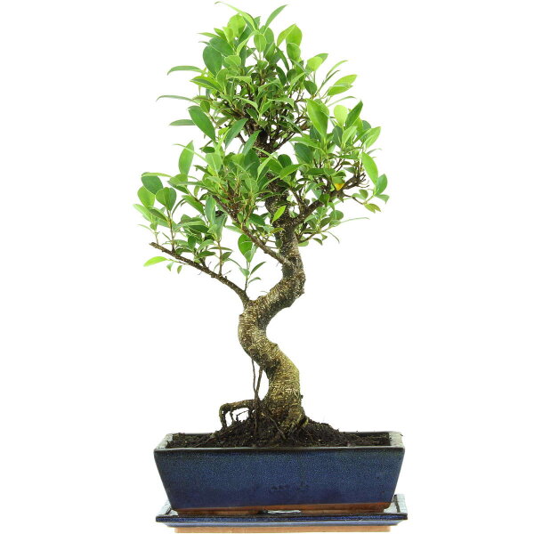 Ficus, Bonsai, 12 ans, 56cm