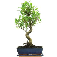 Banyanfeige, Bonsai, 12 Jahre, 56cm