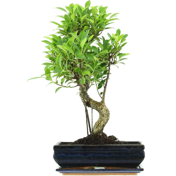 Ficus, Bonsai, 12 ans, 53cm