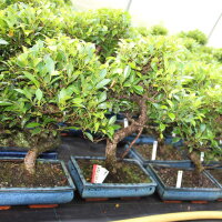 Ficus, Higuera de Banyan, Bonsai, 12 a&ntilde;os, 55cm