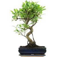 Ficus, Bonsai, 12 ans, 55cm