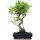 Fico, Ficus, Bonsai, 12 anni, 55cm