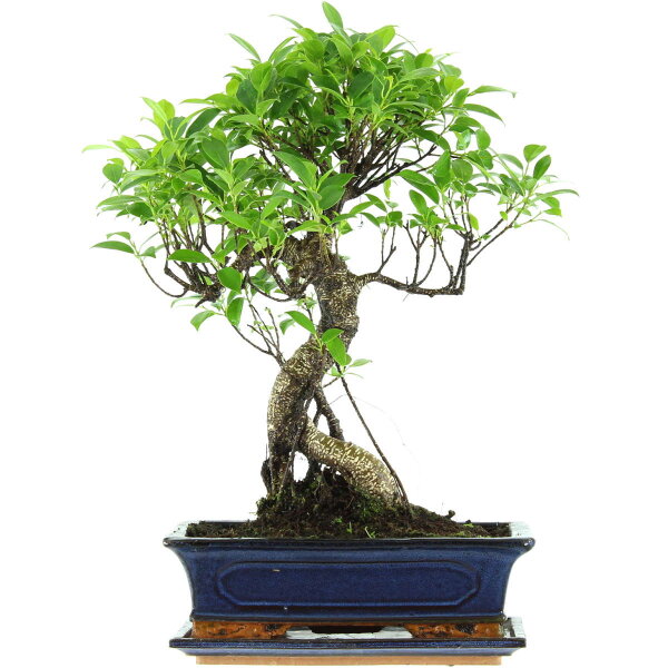 Ficus, Higuera de Banyan, Bonsai, 12 años, 50cm