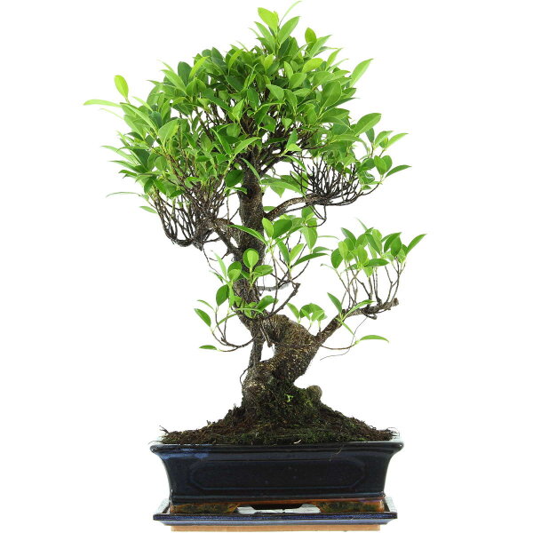 Ficus, Fig tree, Bonsai, 12 years, 55cm