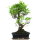 Fico, Ficus, Bonsai, 12 anni, 55cm