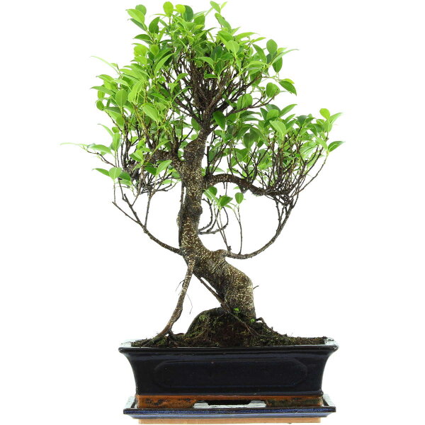 Ficus, Higuera de Banyan, Bonsai, 12 años, 53cm