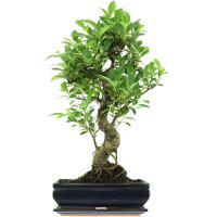 Ficus, Higuera de Banyan, Bonsai, 12 años, 60cm