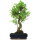 Ficus, Fig tree, Bonsai, 12 years, 60cm