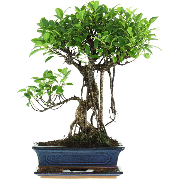 Fico, Ficus, Bonsai, 12 anni, 54cm