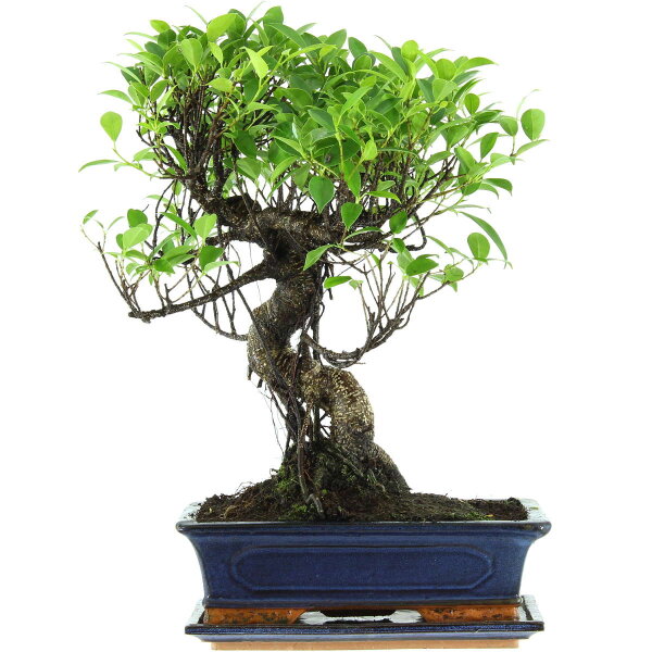 Ficus, Bonsai, 12 ans, 50cm