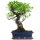 Ficus, Fig tree, Bonsai, 12 years, 50cm