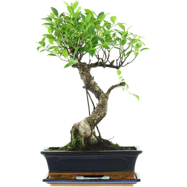 Fico, Ficus, Bonsai, 12 anni, 52cm