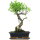 Ficus, Fig tree, Bonsai, 12 years, 52cm