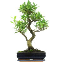 Ficus, Fig tree, Bonsai, 12 years, 58cm