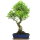 Ficus, Fig tree, Bonsai, 12 years, 61cm