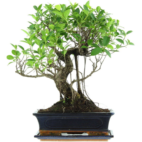 Banyanfeige, Bonsai, 12 Jahre, 47cm