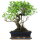 Fico, Ficus, Bonsai, 12 anni, 47cm