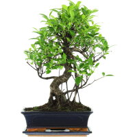 Ficus, Bonsai, 12 letnie, 53cm