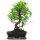 Fico, Ficus, Bonsai, 12 anni, 53cm