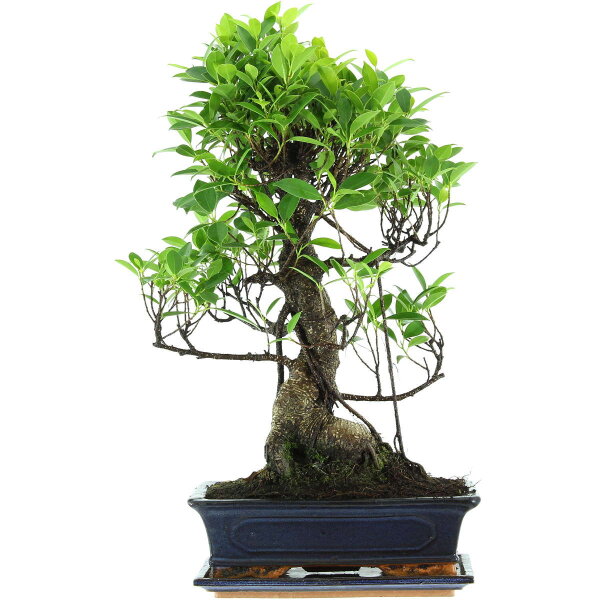 Banyanfeige, Bonsai, 12 Jahre, 58cm