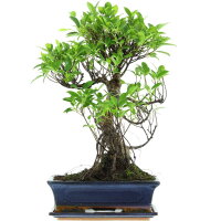 Ficus, Fig tree, Bonsai, 12 years, 56cm