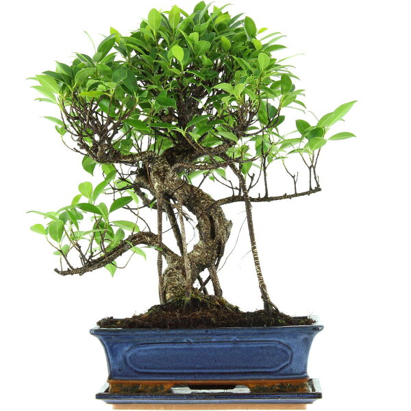 Ficus, Fig tree, Bonsai, 12 years, 49cm