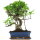 Ficus, Bonsai, 12 ans, 49cm