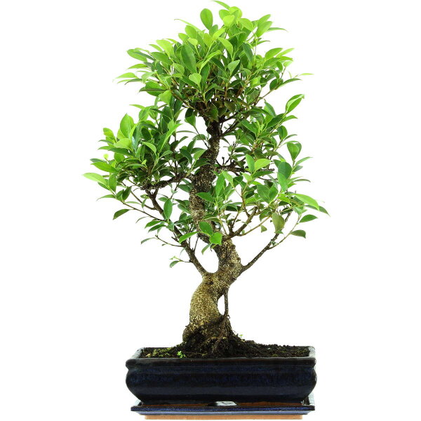 Ficus, Bonsai, 12 ans, 60cm