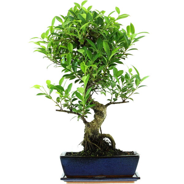 Ficus, Higuera de Banyan, Bonsai, 12 años, 61cm