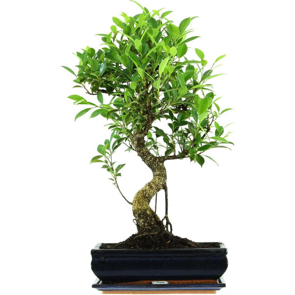 Ficus, Higuera de Banyan, Bonsai, 12 años, 59cm