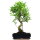 Fico, Ficus, Bonsai, 12 anni, 59cm