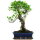 Ficus, Fig tree, Bonsai, 12 years, 51cm