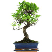 Ficus, Higuera de Banyan, Bonsai, 12 a&ntilde;os, 54cm