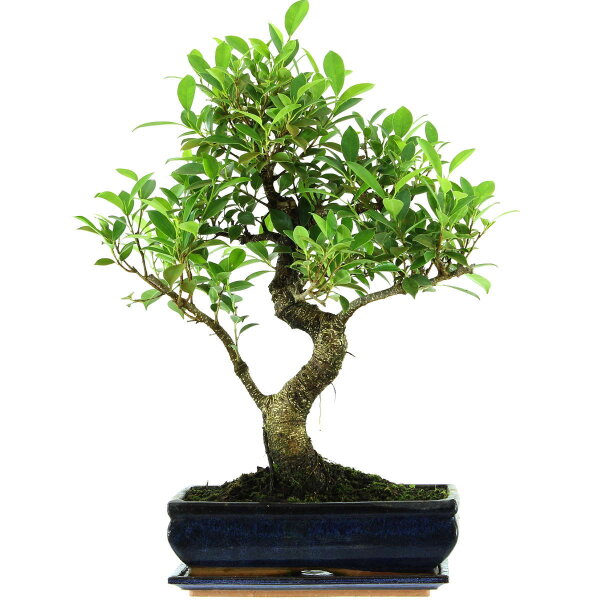 Ficus, Bonsai, 12 ans, 54cm