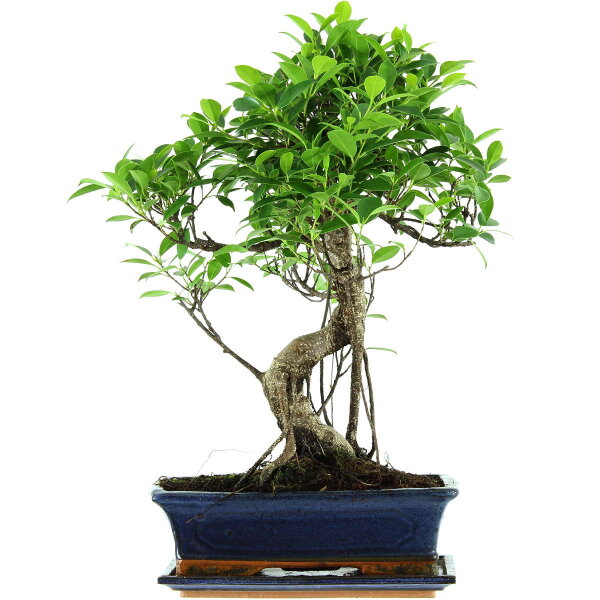 Banyanfeige, Bonsai, 12 Jahre, 52cm