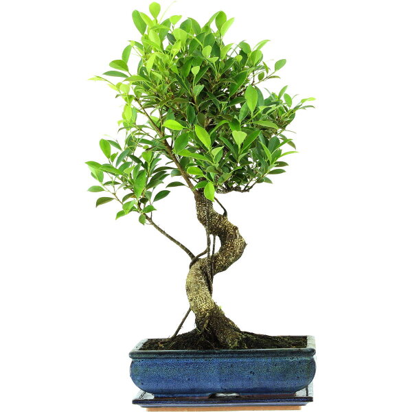 Ficus, Higuera de Banyan, Bonsai, 12 años, 60cm