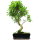 Ficus, Fig tree, Bonsai, 12 years, 60cm