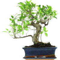 Ficus, Bonsai, 12 letnie, 46cm