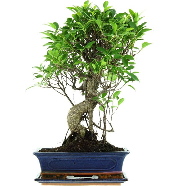 Fico, Ficus, Bonsai, 12 anni, 52cm