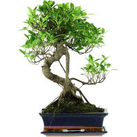 Ficus, Higuera de Banyan, Bonsai, 12 años, 55cm