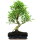 Ficus, Fig tree, Bonsai, 12 years, 56cm