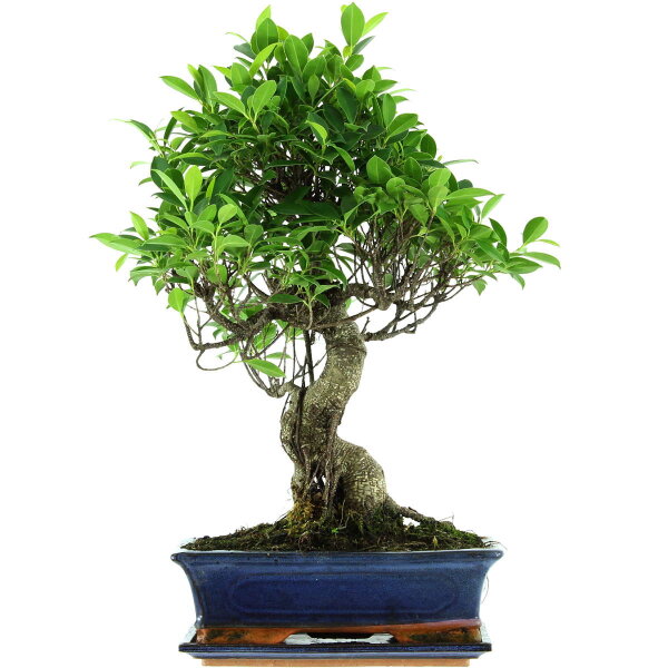 Ficus, Bonsai, 12 ans, 55cm