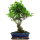 Ficus, Fig tree, Bonsai, 12 years, 55cm