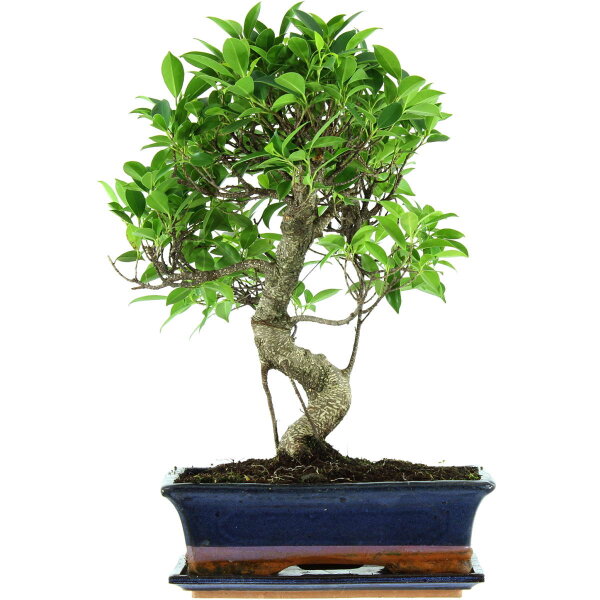 Ficus, Bonsai, 12 letnie, 50cm