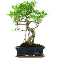 Ficus, Higuera de Banyan, Bonsai, 12 años, 52cm