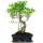 Ficus, Fig tree, Bonsai, 12 years, 52cm