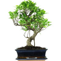 Banyanfeige, Bonsai, 12 Jahre, 52cm