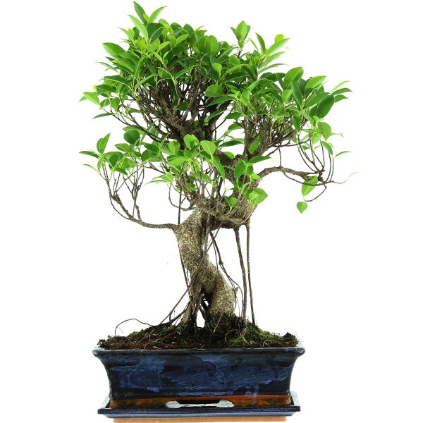 Fico, Ficus, Bonsai, 12 anni, 55cm